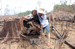 Khởi tố hình sự vụ phá rừng tại tiểu khu 556, Quảng Nam
